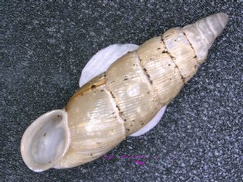 Media type: image;   Malacology 167061 Description: Live specimen.;